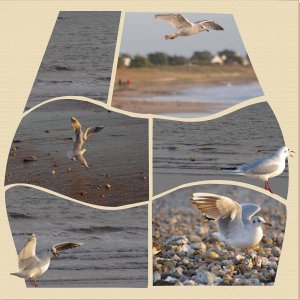 les oiseaux du bord de mer