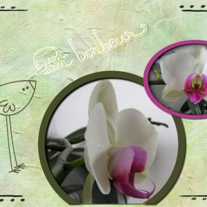 notre orchidée