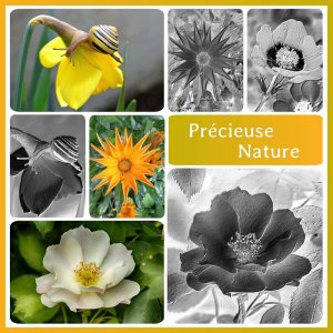 6-PRECIEUSE NATURE
