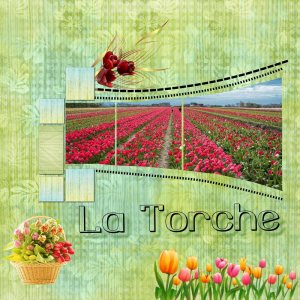 tulipes__la_torche