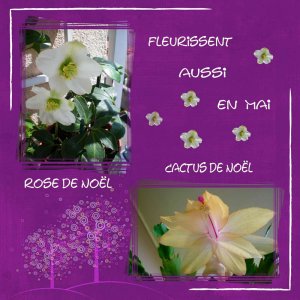 fleurs_de_Noel