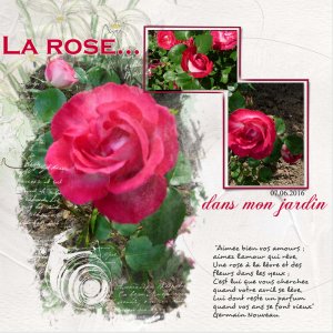 La_rose_dans_mon_jardin___