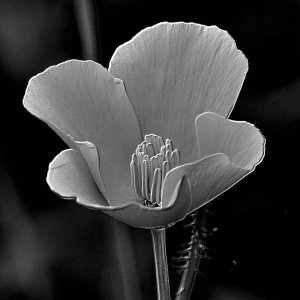 EN NOIR ET BLANC - FLEUR