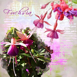 Fuchsia