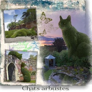 Chats_arbustes