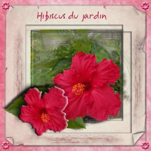 Hibiscus_du_jardin__page_1_