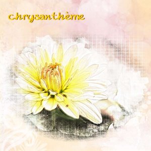chrysantème