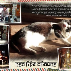 Monastère des chats