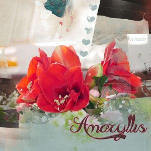 Amaryllis