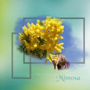 Mimosa3