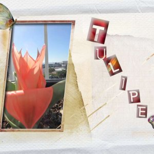 Tulipe11