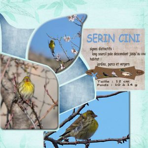 SERIN CINI