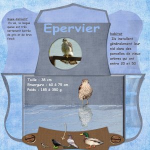 EPERVIER