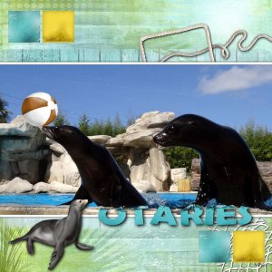 Les otaries