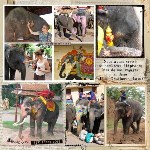 Eléphants d'Asie