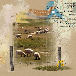 Moutons de la baie de Somme juin 2017