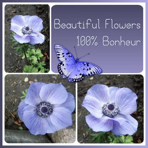 277-BEAUTIFUL FLOWERS 100% BONHEUR