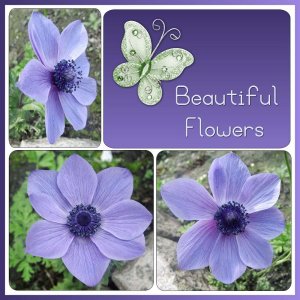 291-BEAUTIFUL FLOWERS