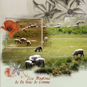 Moutons de la baie de Somme