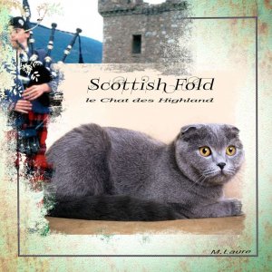 Pour les amateurs de Scottish Fold ....