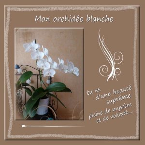 orchid__e_blanche__2