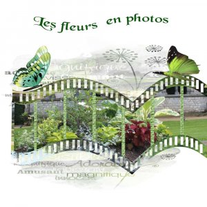 les_fleurs_en_photos1