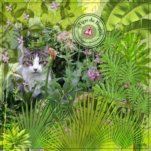 Le chat Moune dans sa jungle