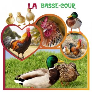 basse-cour