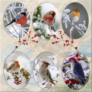 les oiseaux en hiver