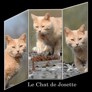 1-LE CHAT DE JOSETTE
