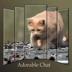 3-ADORABLE CHAT