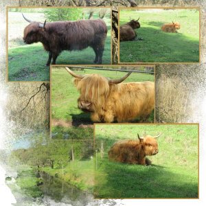 Des vaches écossaises en Alsace