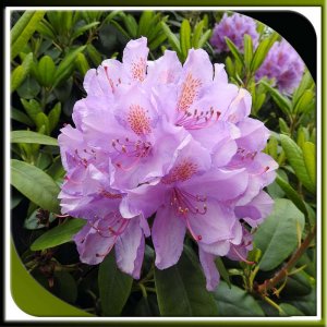 1-RHODODENDRON
