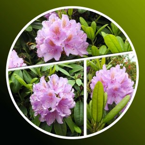 2-RHODODENDRON