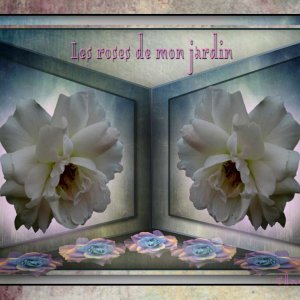 Les_roses_blanches