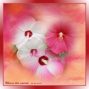 Hibiscus des marais
