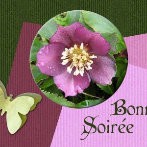 BONNE SOIREE