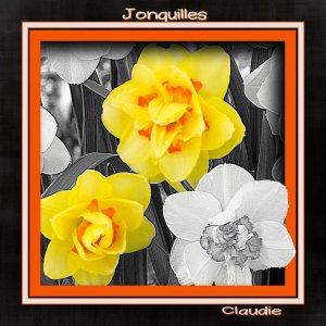 Jonquilles7