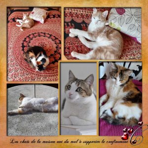 les_chats_de_la_maison