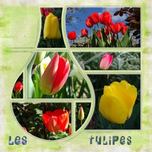 Challenge Printemps - 13 Tulipes