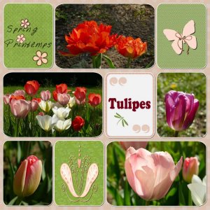 Défi printemps Tulipes