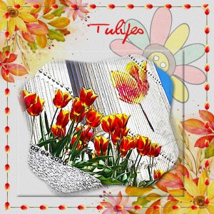 Liligraphic Tulipe