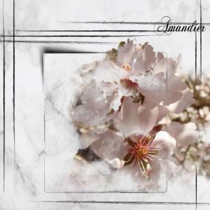 Amandier_en_fleur