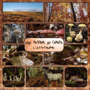 parc national du canada l'automne.jpg