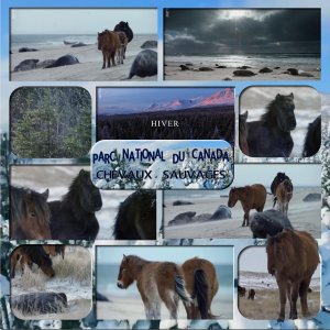 parc national du canada chevaux sauvages fait.jpg