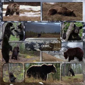 parc national du canada les ours.jpg