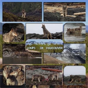 parc national du canada loups de vaucouver.jpg
