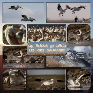 parc national du canada les oies sauvages.jpg