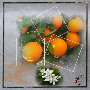 mes oranges essai cadre (page 1).jpg