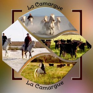 La Camargue 1.jpg